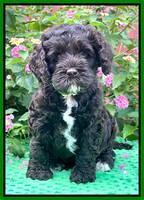 Gigi Traveler pups 6 wks old 261