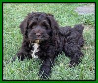 Gigi Traveler pups 7 weeks old 181