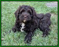 Gigi Traveler pups 7 weeks old 191