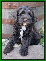 Gigi Traveler pups 7 weeks old 211