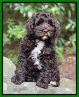 Gigi Traveler pups 8 wks old 5200