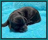 Gigi Traveler newborn pups 91