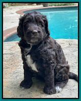 Gigi Traveler pups 5 wks old 231