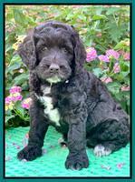 Gigi Traveler pups 6 wks old 291