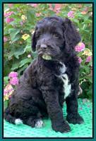 Gigi Traveler pups 6 wks old 301