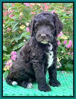 Gigi Traveler pups 6 wks old 311