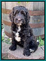 Gigi Traveler pups 7 weeks old 251
