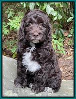 Gigi Traveler pups 8 wks old 61