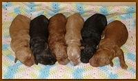 Gizzie Ripley puppies 5 days old 008