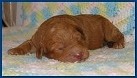 Gizzie Ripley puppies 1 week old 008
