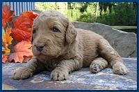 Gizzie Ripley puppies 3 weeks old 037