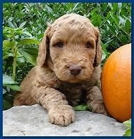 Gizzie Ripley puppies 4 weeks old 002