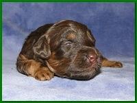 Gizzie Ripley puppies 2 weeks old 041
