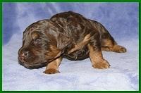 Gizzie Ripley puppies 2 weeks old 046