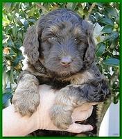 Gizzie Ripley puppies 5 weeks old 057