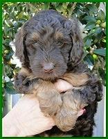 Gizzie Ripley puppies 5 weeks old 061
