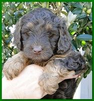 Gizzie Ripley puppies 5 weeks old 062