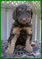 Gizzie Ripley puppies 5 weeks old 064