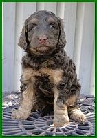 Gizzie Ripley puppies 5 weeks old 070