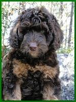 Gizzie Ripley puppies 8 weeks old 007