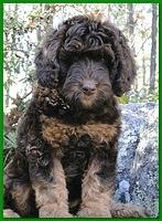 Gizzie Ripley puppies 8 weeks old 008