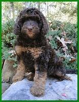 Gizzie Ripley puppies 8 weeks old 021