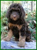 Gizzie Ripley puppies 8 weeks old 024