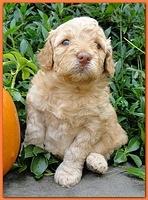 Gizzie Ripley puppies 4 weeks old 046