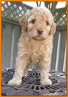 Gizzie Ripley puppies 5 weeks old 091