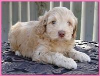 Gizzie Ripley puppies 5 weeks old 025