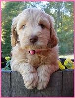 Gizzie Ripley puppies 6 weeks old 039