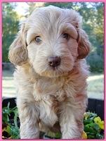 Gizzie Ripley puppies 6 weeks old 069