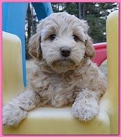 Gizzie Ripley puppies 6.5 weeks old 059