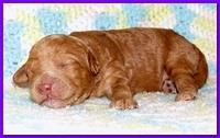 Gizzie Ripley puppies 1 week old 013
