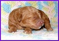 Gizzie Ripley puppies 1 week old 014