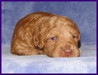 Gizzie Ripley puppies 2 weeks old 005