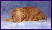 Gizzie Ripley puppies 2 weeks old 010