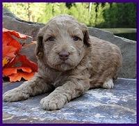 Gizzie Ripley puppies 3 weeks old 020