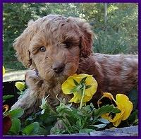 Gizzie Ripley puppies 6 weeks old 024