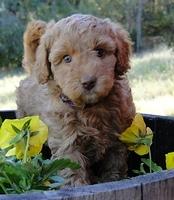 Gizzie Ripley puppies 6 weeks old 029