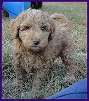 Gizzie Ripley puppies 6.5 weeks old 007