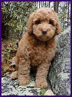 Gizzie Roux Ripley Purple girl 8 weeks old 002