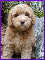 Gizzie Roux Ripley Purple girl 8 weeks old 006