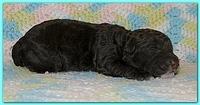 Gizzie Ripley puppies 1 week old 024