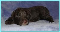Gizzie Ripley puppies 2 weeks old 025
