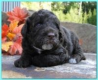 Gizzie Ripley puppies 3 weeks old 001