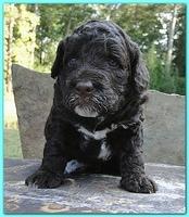 Gizzie Ripley puppies 3 weeks old 006