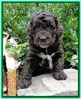 Gizzie Ripley puppies 4 weeks old 032