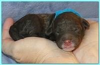Roo Ripley puppies 1 day old 019