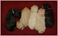 GC pups 1 wk old group 1